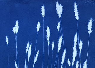 Detail of botanical cyanotype on paper.