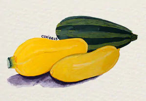 Gouache Squash