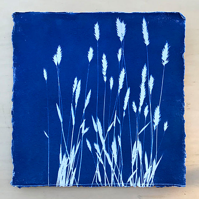 Cyanotype print depicting various grasses on a square sheet of handmade watercolor paper