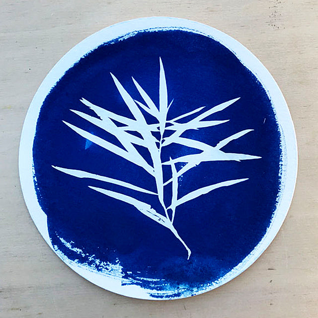 Cyanotype print depicting papyrus on a round sheet of watercolor paper